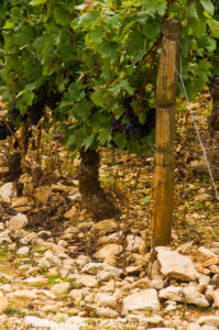 Pinot Noir vines, vineyard near Savigny-lès-Beaune, Burgundy